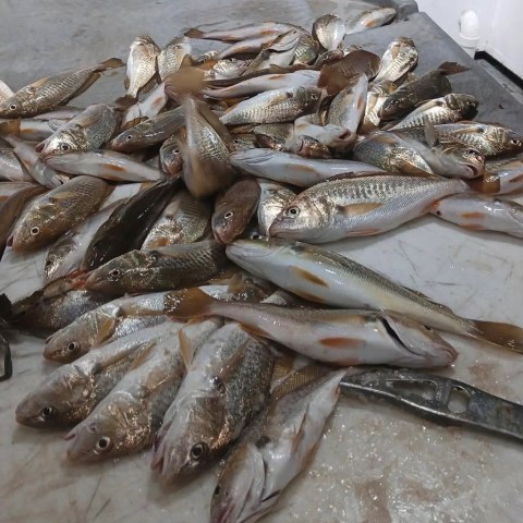 Pile of fish on a white surface with a metal tool nearby.