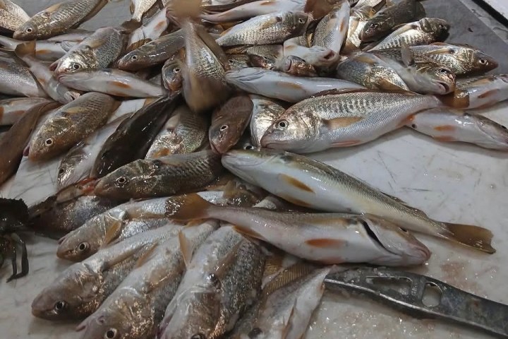 Pile of fish on a white surface with a metal tool nearby.